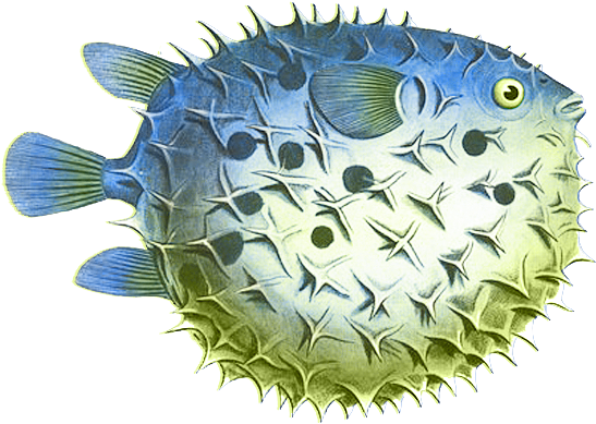 Spiny Puffer Fish Illustration PNG