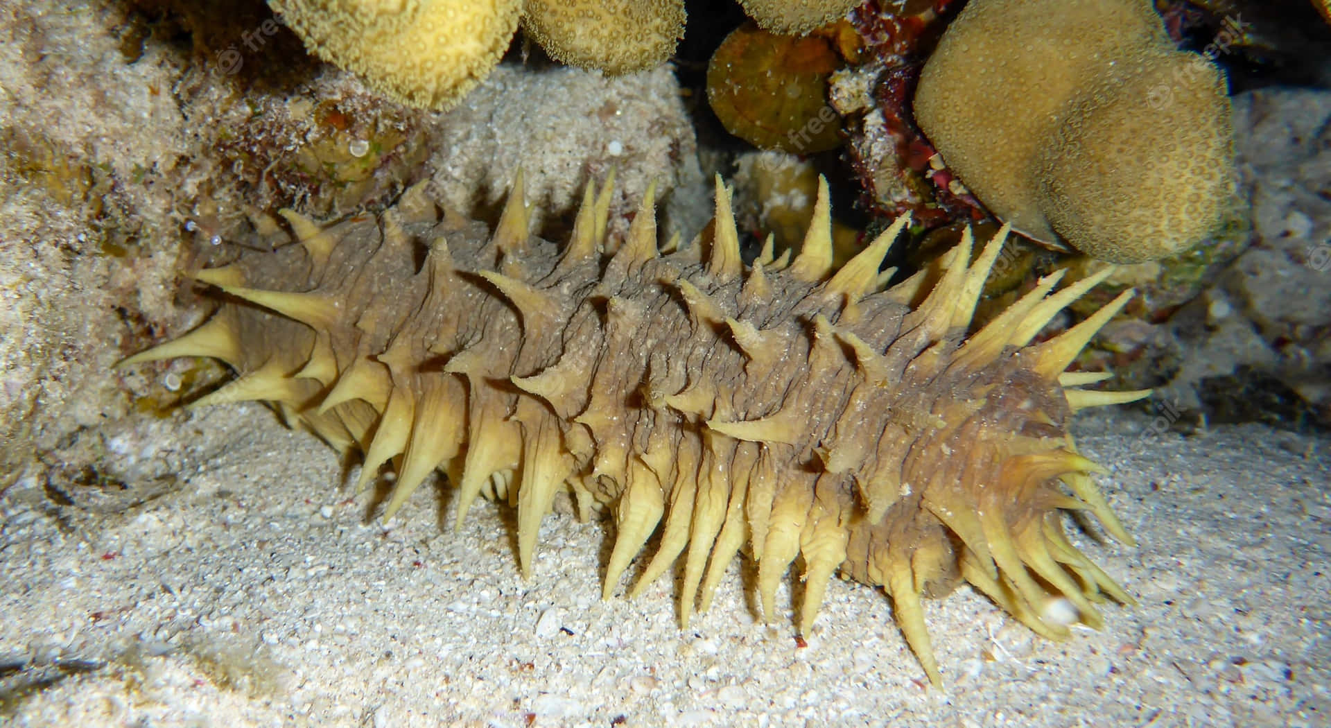 Spiny Sea Cucumber Underwater Wallpaper