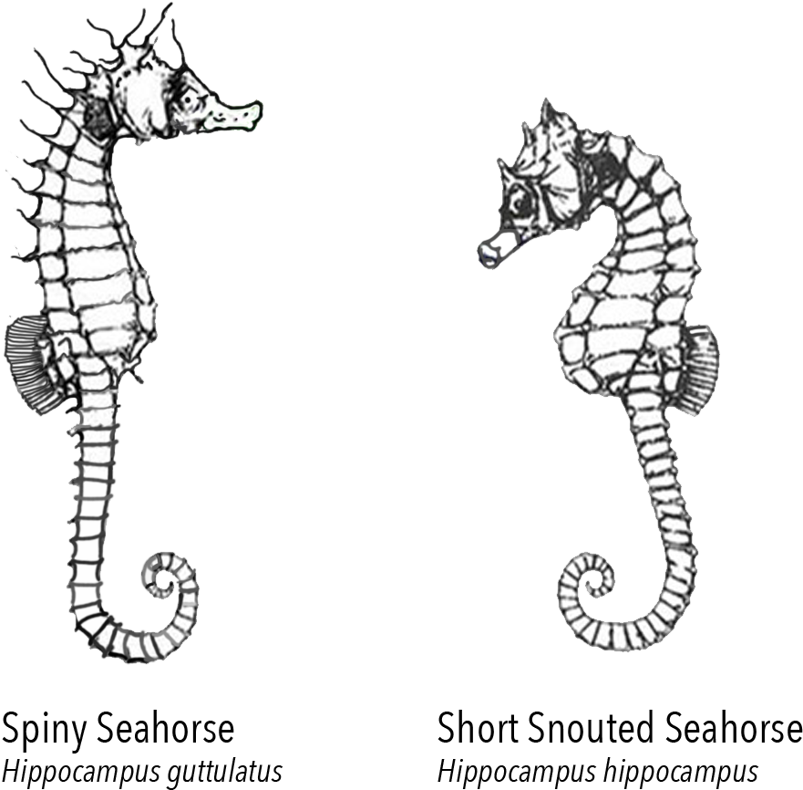 Spiny_and_ Short_ Snouted_ Seahorses_ Illustration PNG