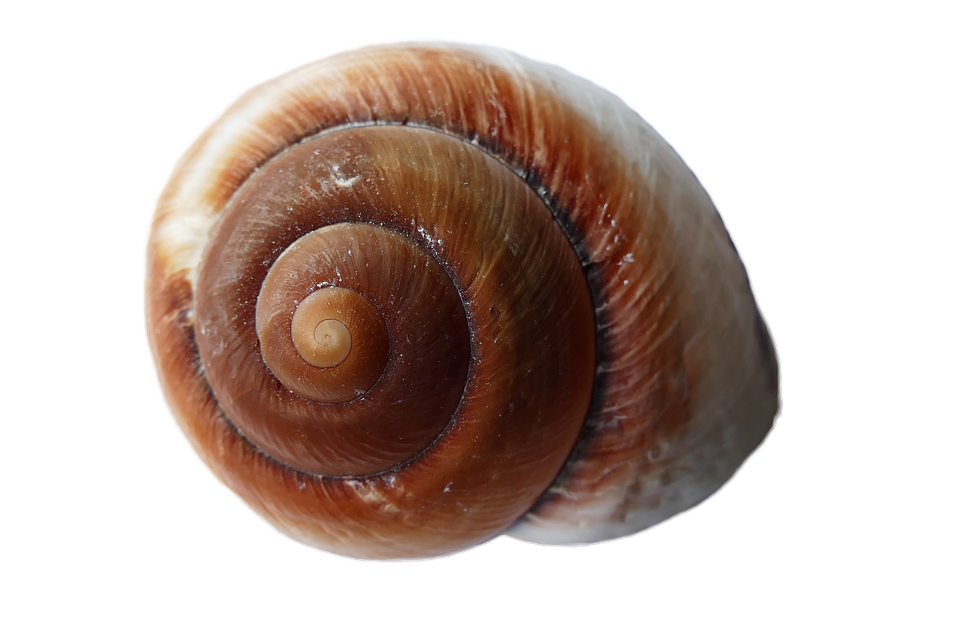 Spiral Brown Seashell Isolated PNG
