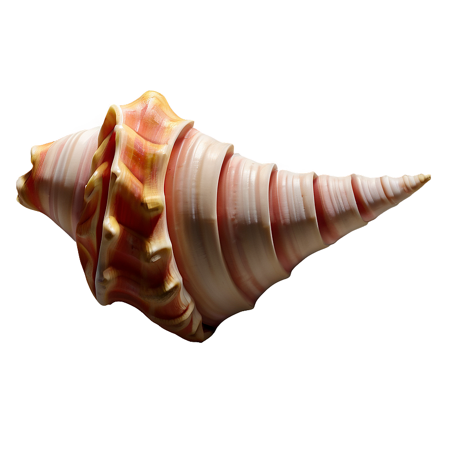 Spiral Conch Shell Drawing Png Bey44 PNG