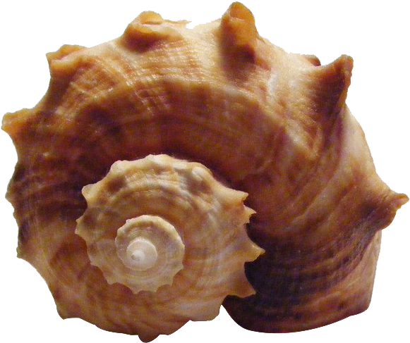 Spiral Conch Shell Isolated.png PNG