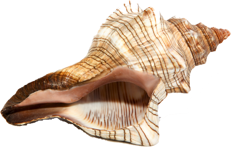Spiral Conch Shell Isolated PNG