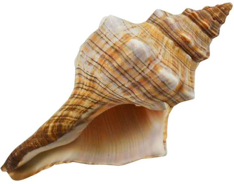 Spiral Conch Shell Isolated PNG