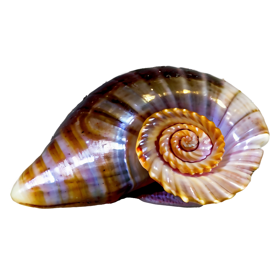 Download Spiral Sea Shell Png 05212024 | Wallpapers.com