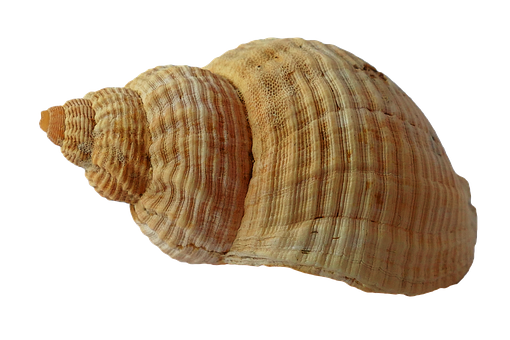 Spiral Seashell Black Background PNG