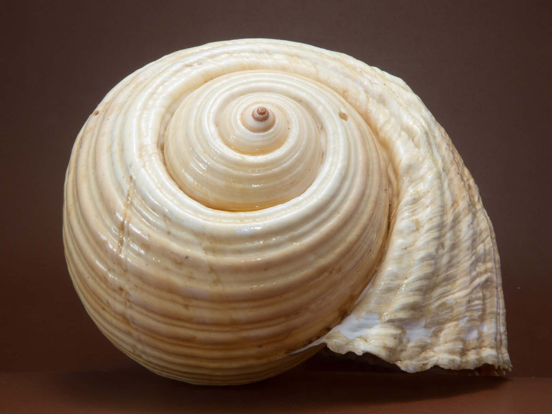 Spiral Seashell Brown Background Wallpaper