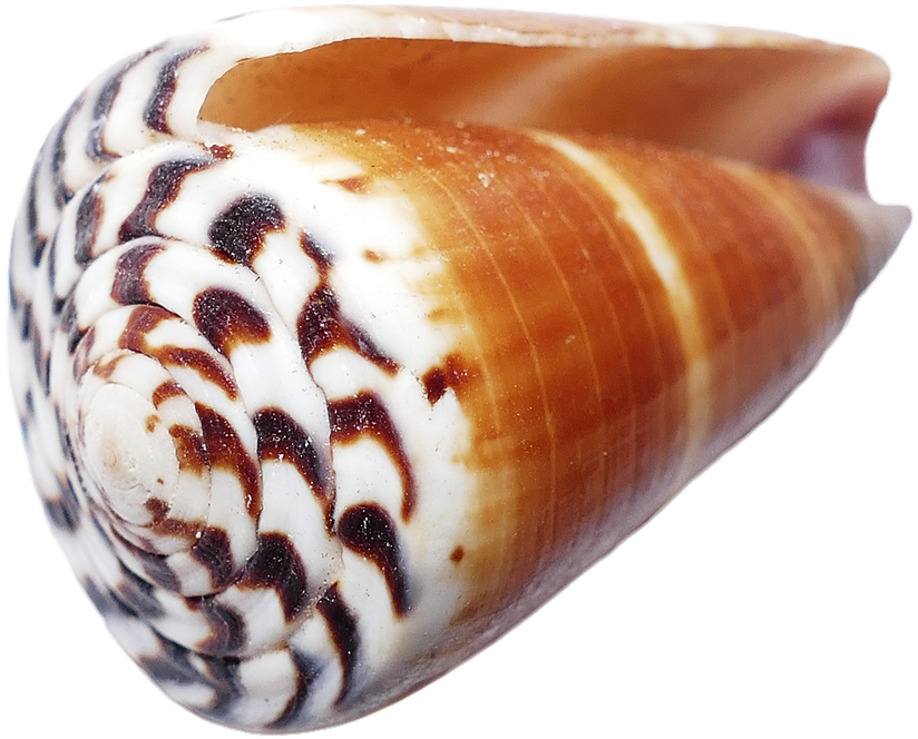 Spiral Seashell Closeup.png PNG