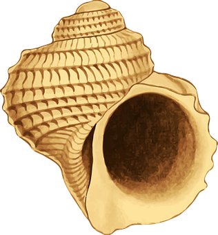 Spiral Seashell Illustration PNG