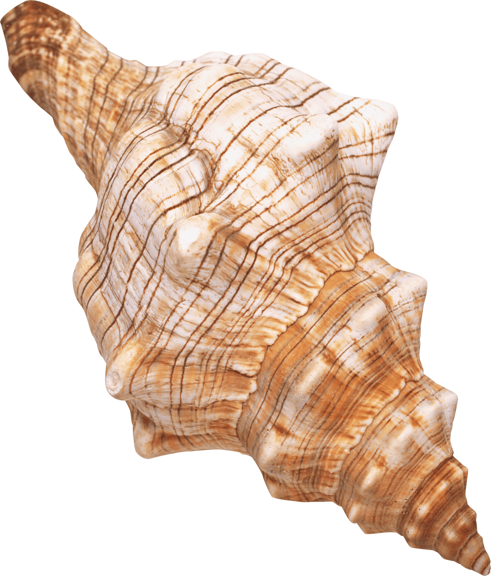 Spiral Seashell Isolated Background PNG