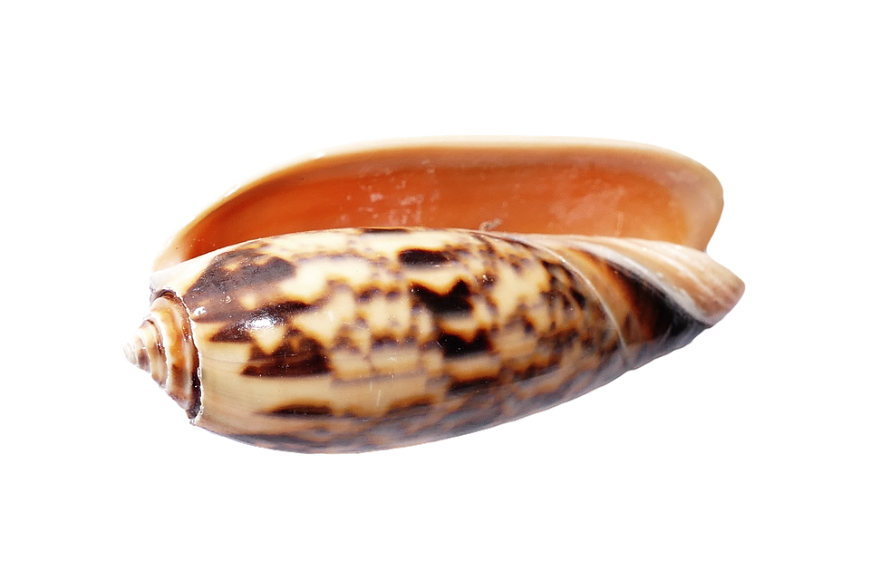 Spiral Seashell Isolated PNG