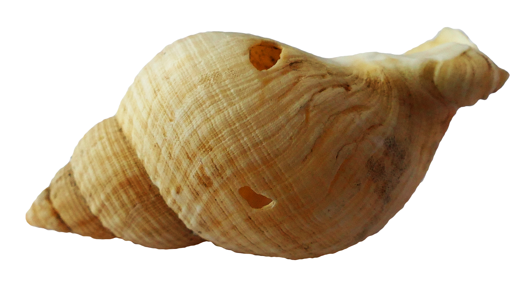 Spiral Seashell Isolated PNG