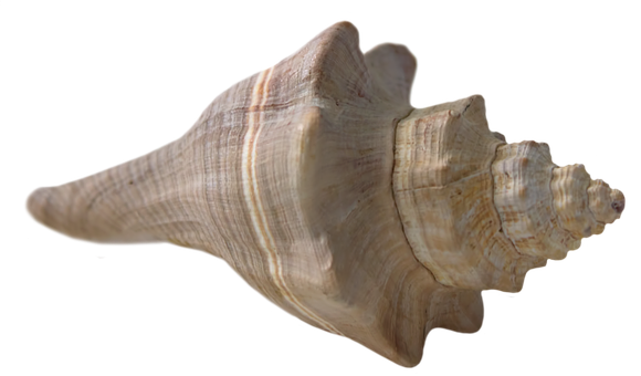 Spiral Seashell Isolatedon Black PNG
