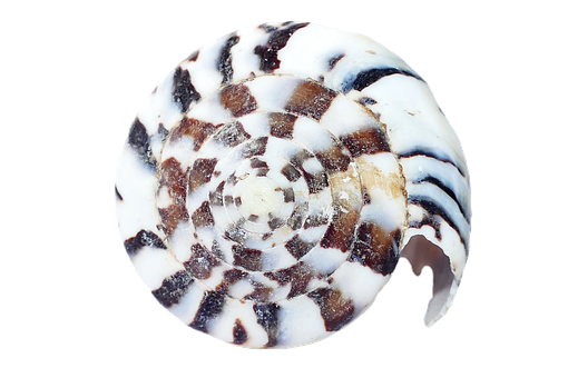 Spiral Seashell Pattern PNG