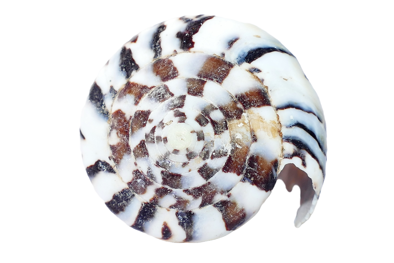 Spiral Seashell Pattern PNG