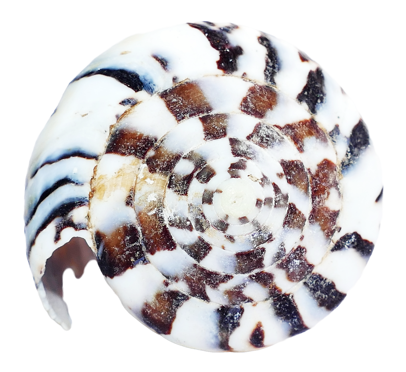 Coquillage en spirale avec une base blanche et des motifs audacieux noirs, bruns et bleus