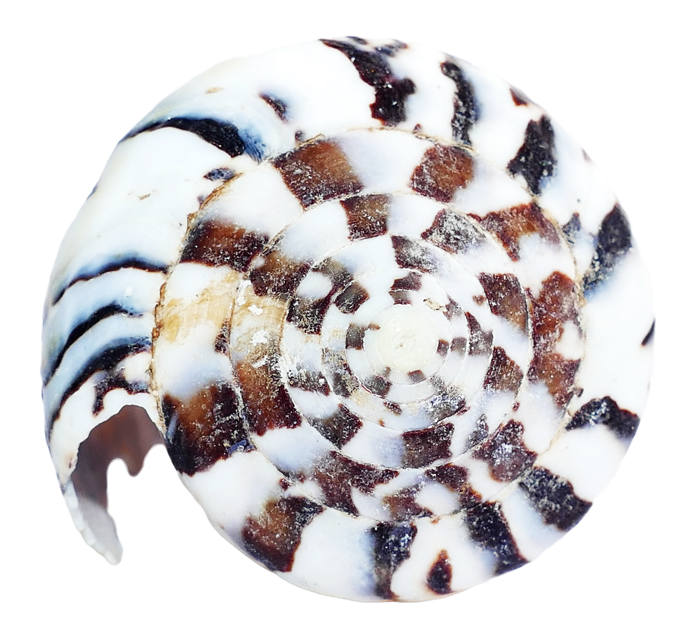 Spiral Seashell Pattern.png PNG