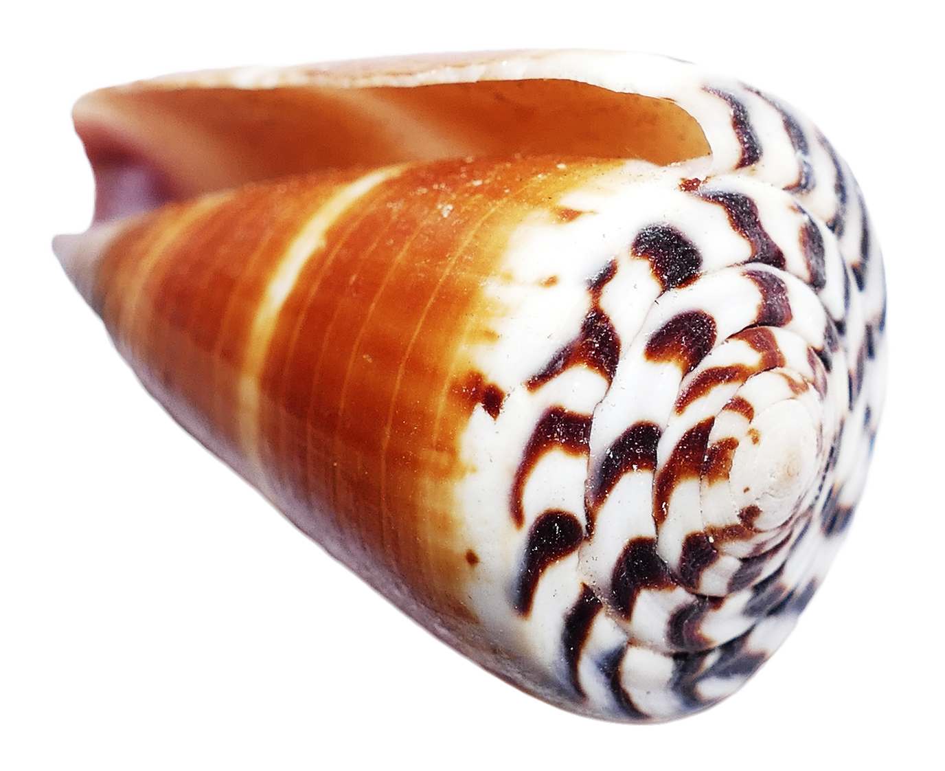 Spiral Seashell Patterns PNG