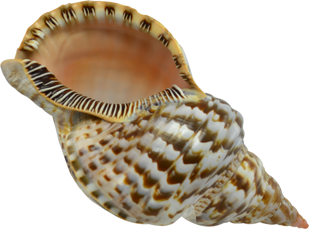 Spiral Seashell Patterns.png PNG