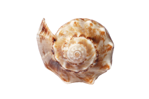Spiral Seashellon Black Background PNG