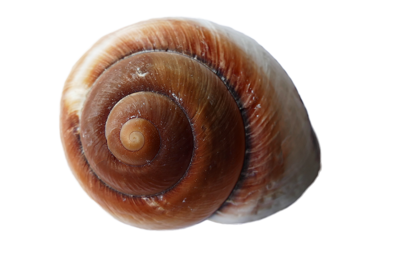 Spiral Seashellon Black Background PNG