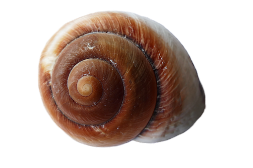 Spiral Seashellon Black Background PNG