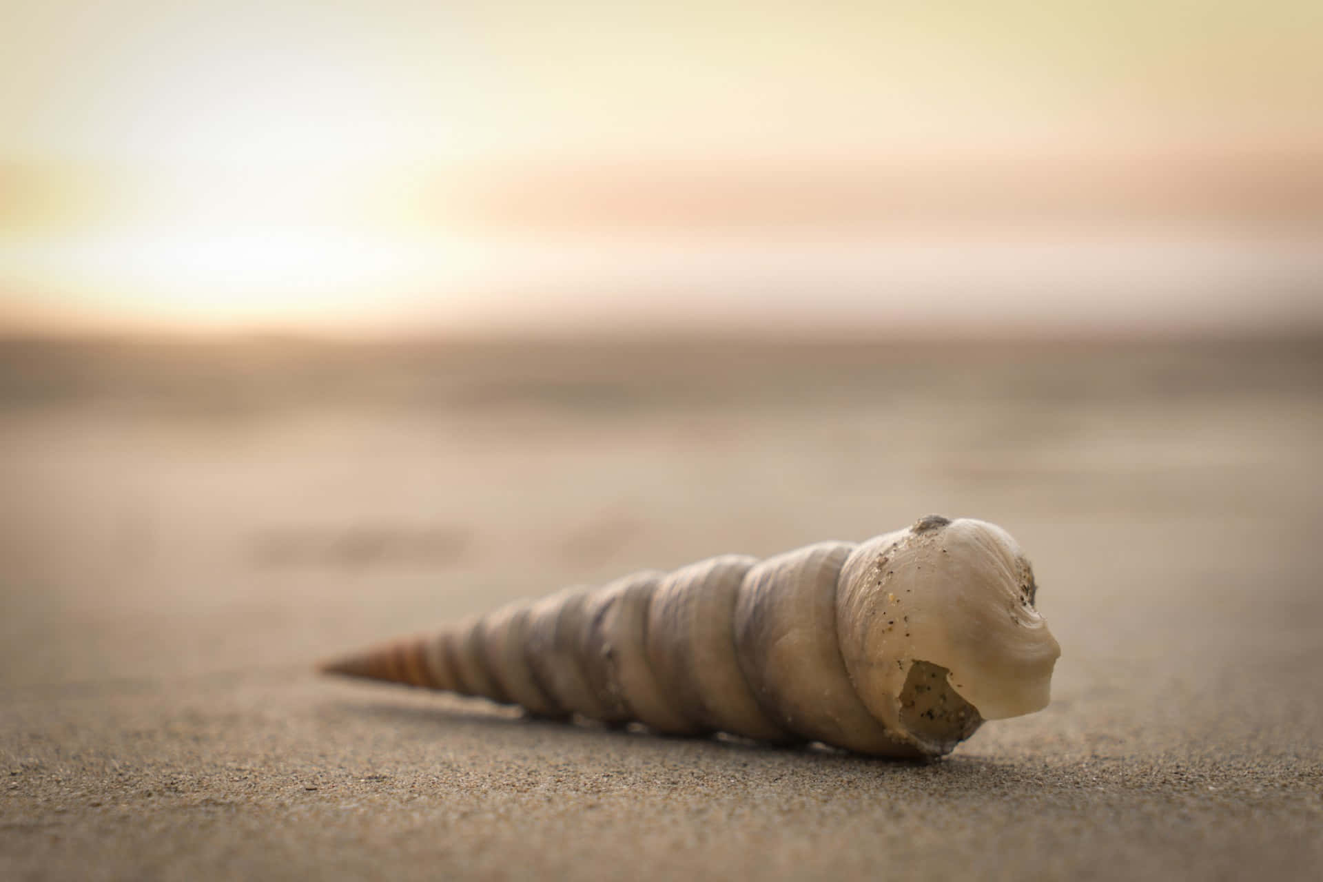 Spiral Seashellon Sandy Beach Wallpaper