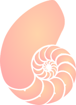 Spiral Shell Illustration PNG
