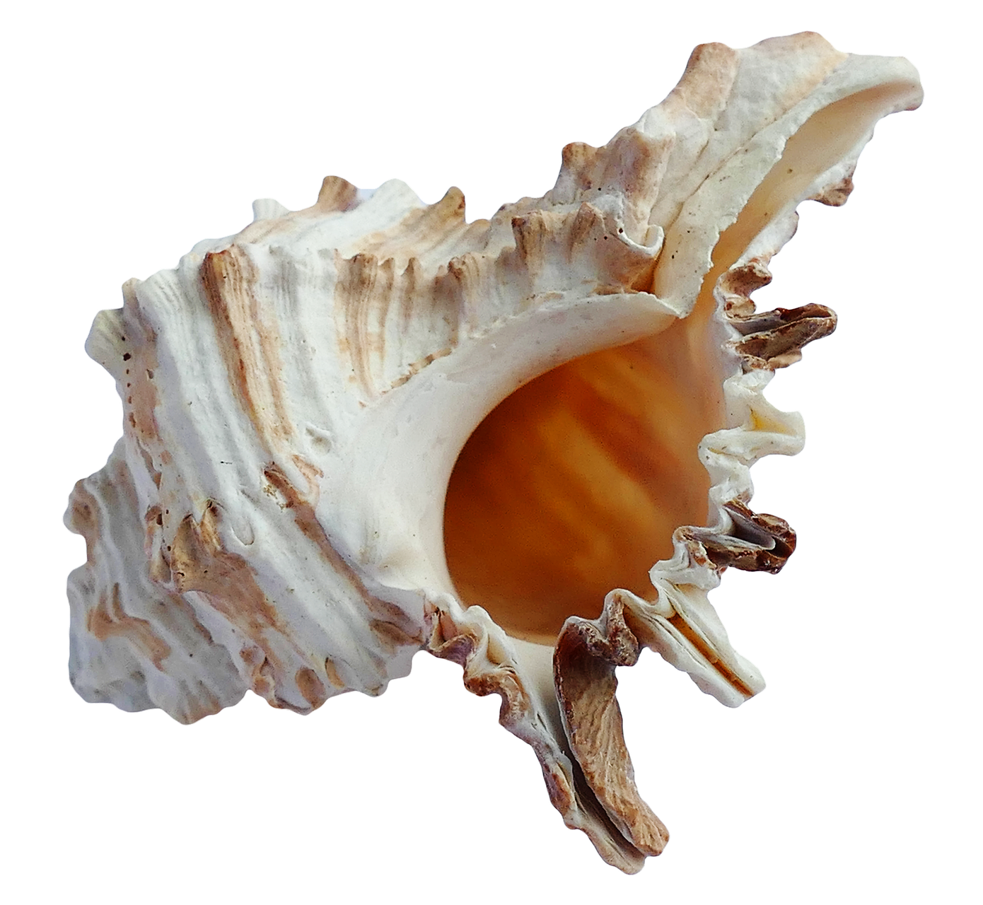 Spiral Shell Isolated.png PNG
