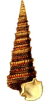 Spiral_ Shell_on_ Dark_ Background PNG