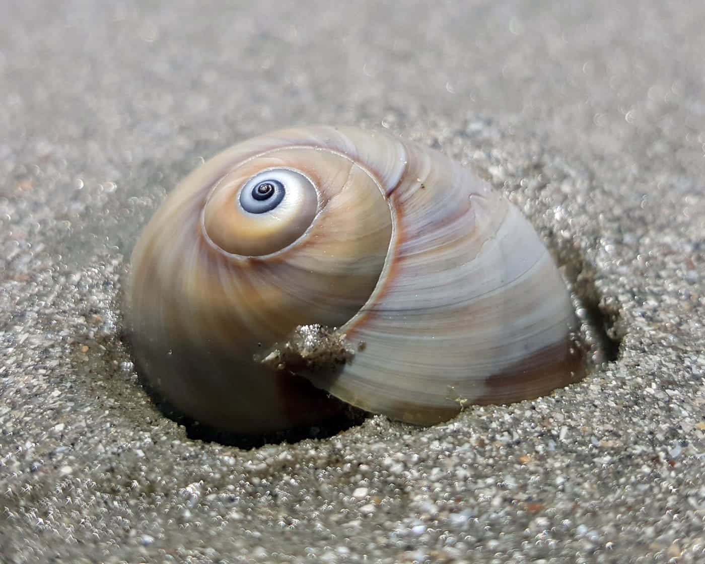Spiral Shell Sea Snailon Sand Wallpaper