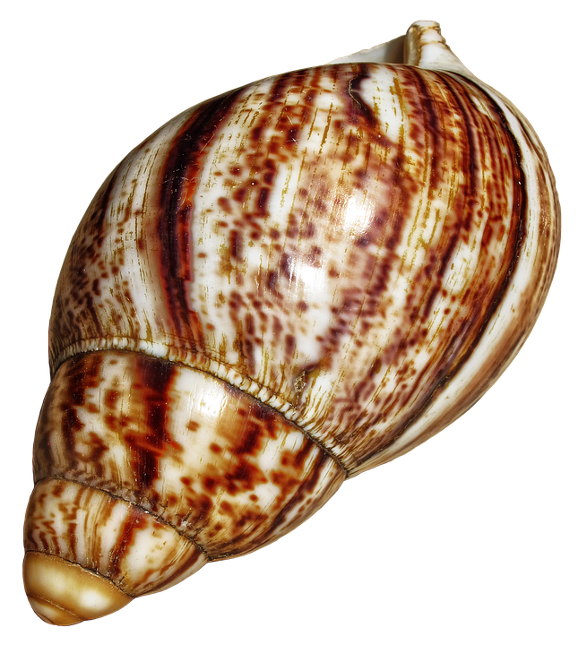Spiraled Brown Seashell PNG