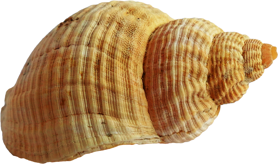 Spiraled Brown Seashell Isolated PNG
