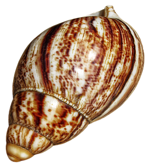 Spiraled Marine Shell PNG