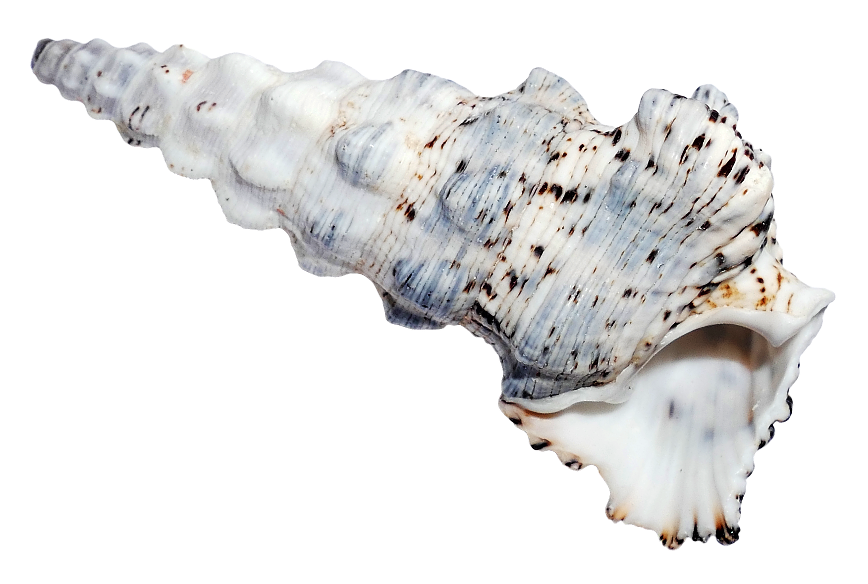 Spiraled Sea Shell Isolated PNG