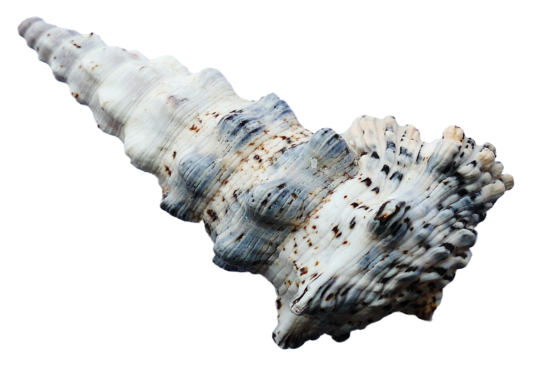 Spiraled Sea Shell Isolated PNG