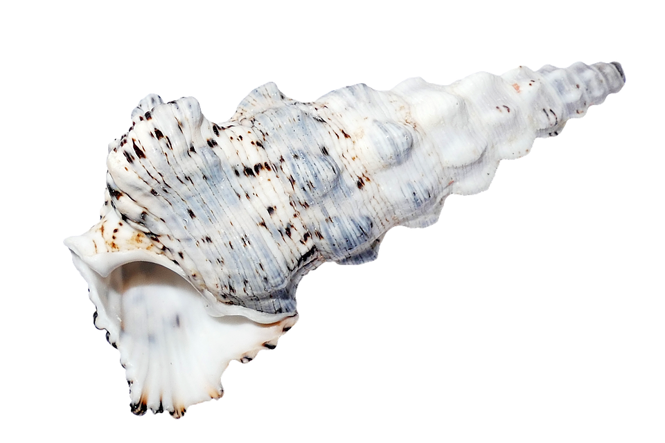 Spiraled Sea Shell Isolated PNG