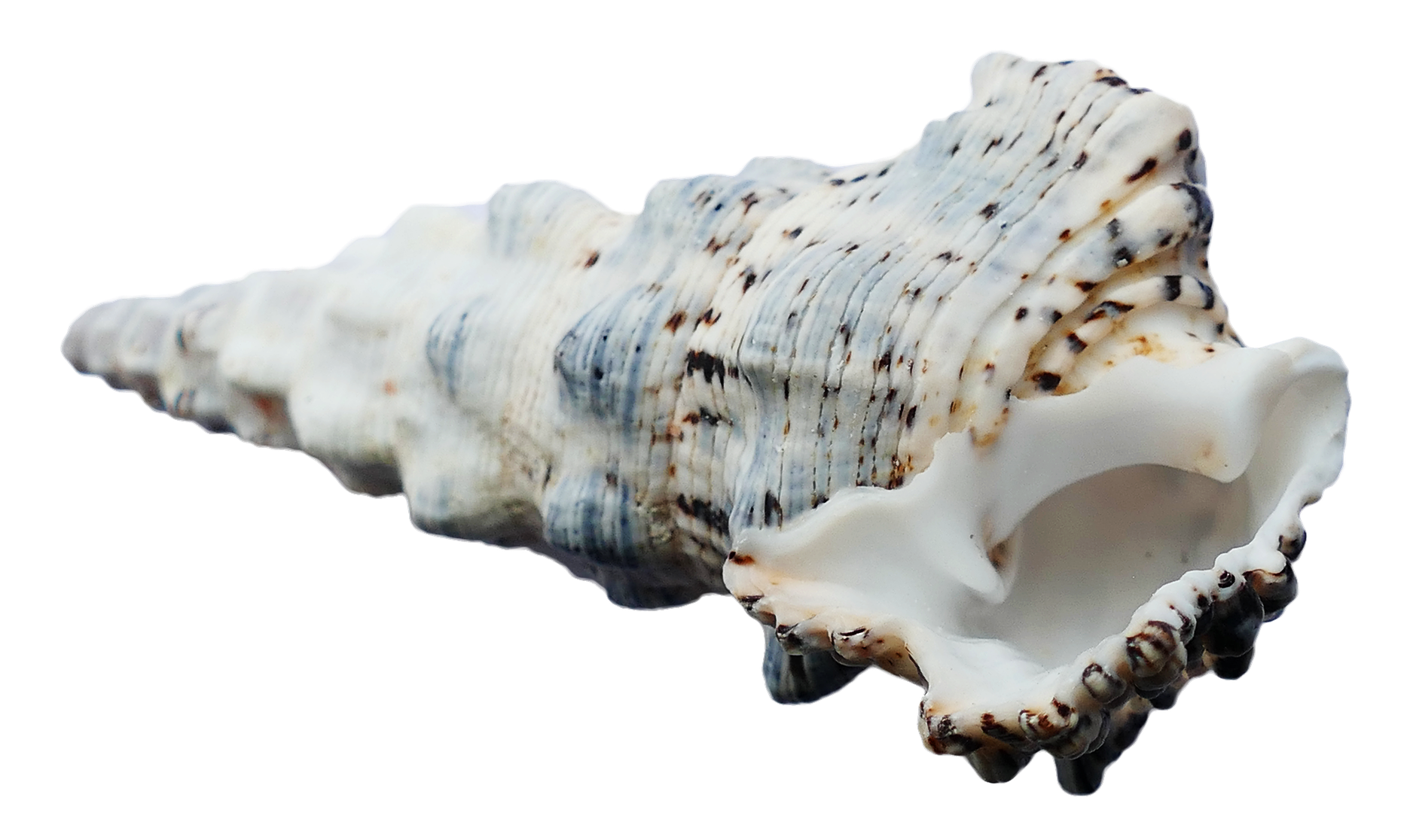 Spiraled Sea Shell Isolated PNG