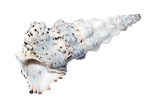 Spiraled Sea Shellon Black PNG