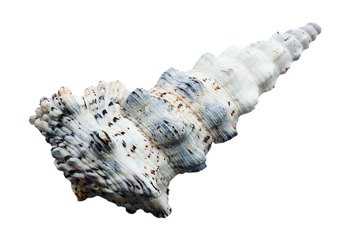 Spiraled Seashell Black Background PNG