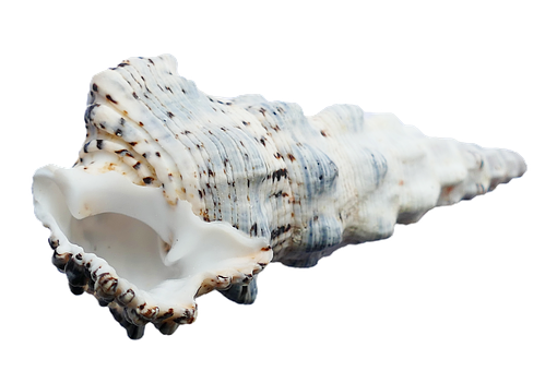 Spiraled Seashell Isolated PNG