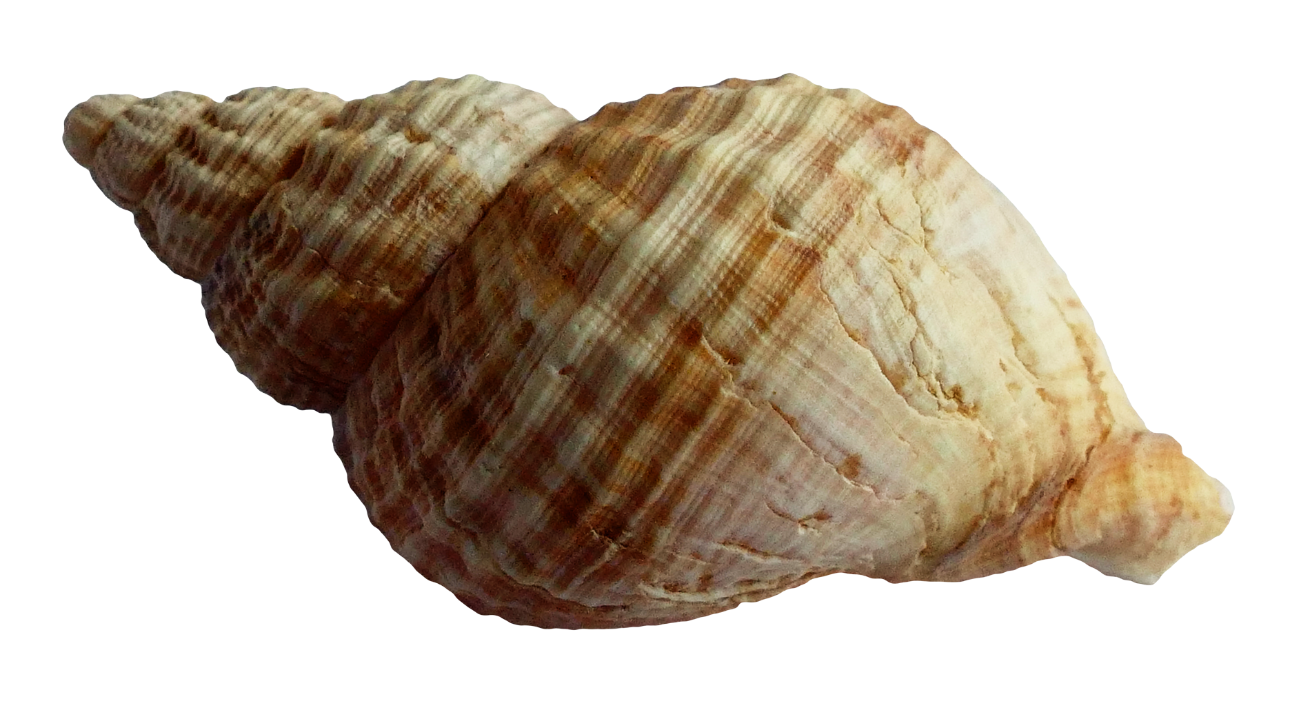 Gros plan d'un grand coquillage en spirale avec des rayures beige et marron