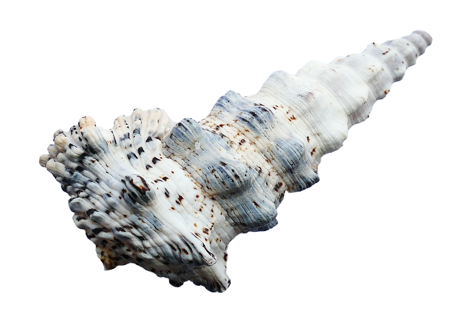 Spiraled Seashell Isolated PNG