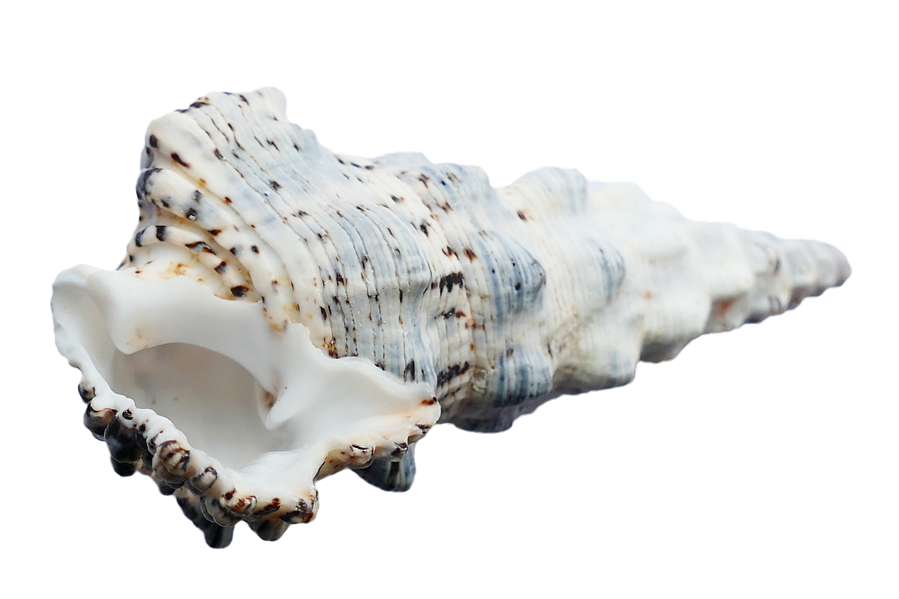 Spiraled Seashell Isolatedon Black PNG