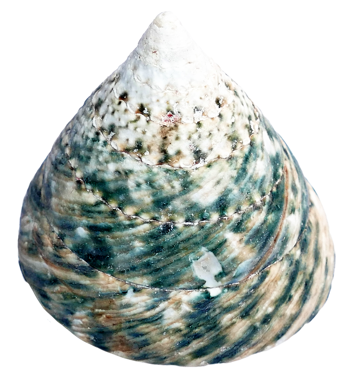Spiraled Seashell Texture PNG