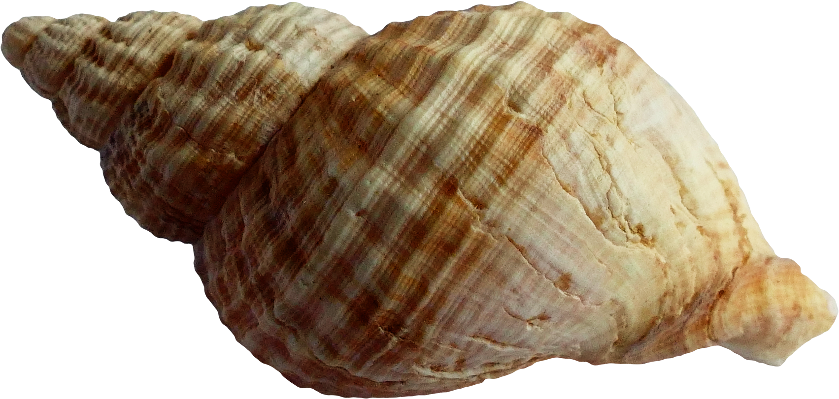 Spiraled Seashell Texture PNG