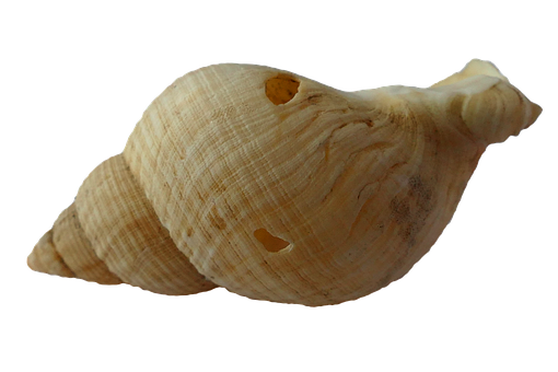 Spiraled Seashellon Black Background PNG