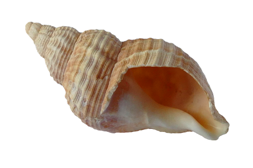 Spiraled Seashellon Black Background PNG