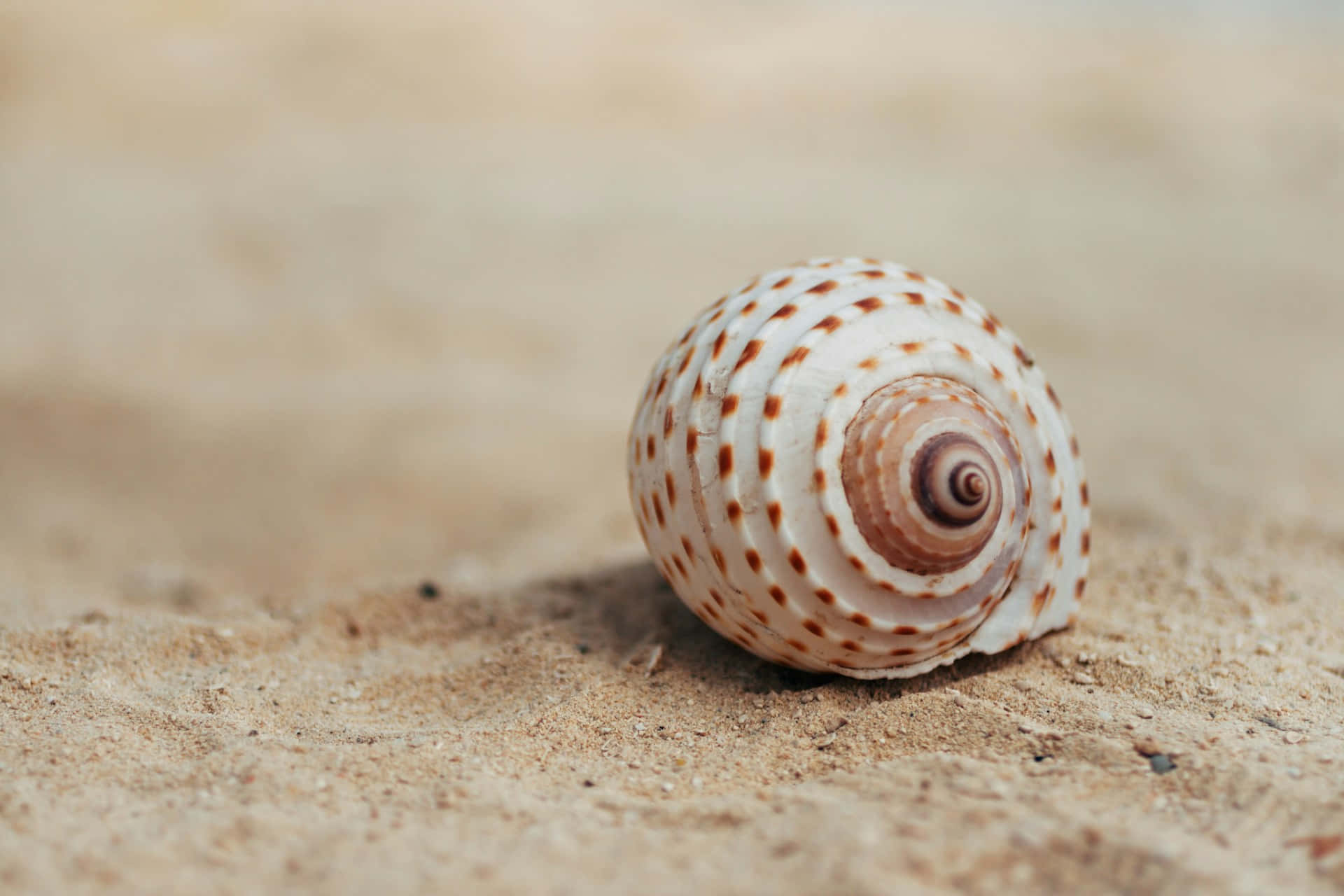 Spiraled Seashellon Sand Wallpaper