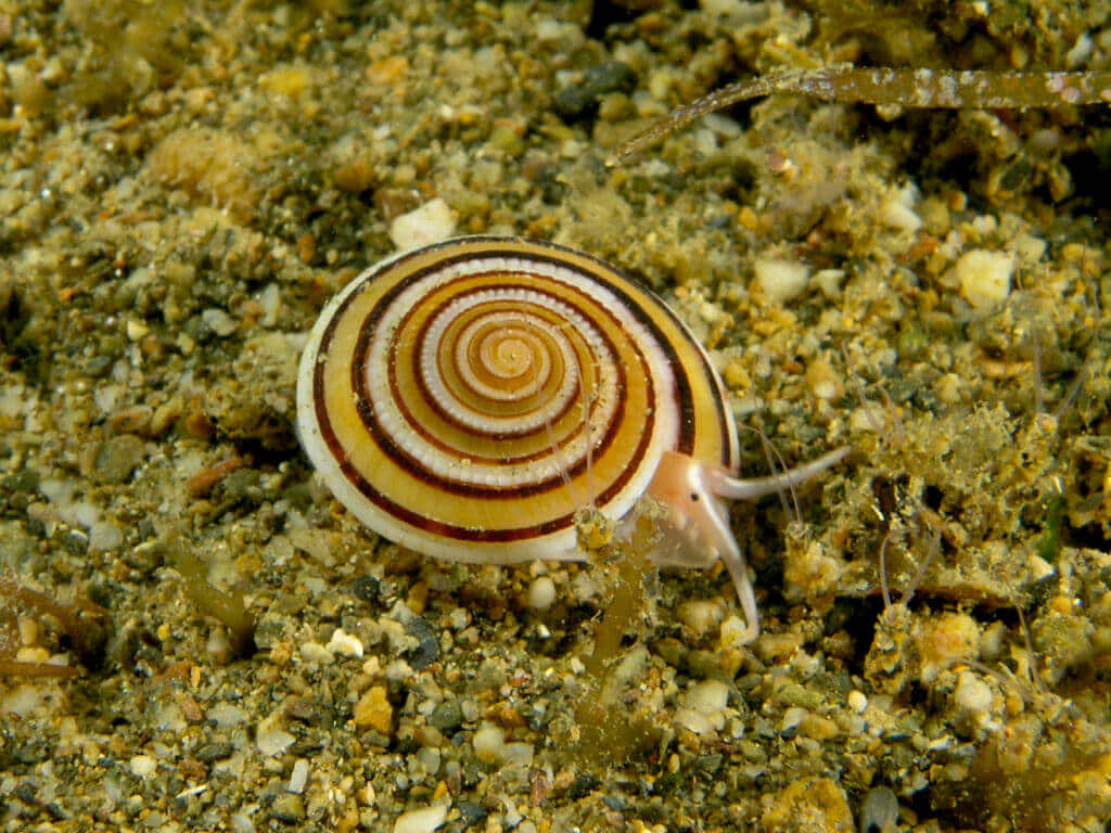 Spiraled Shell Sea Snail Wallpaper